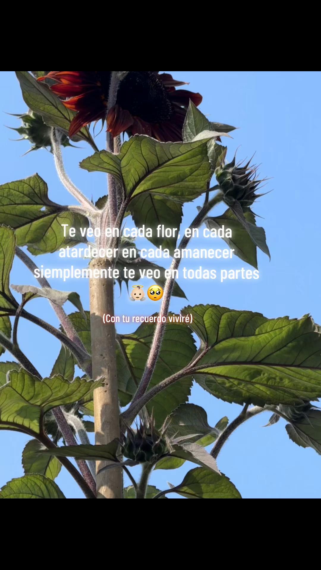 @laura.sanchez296
