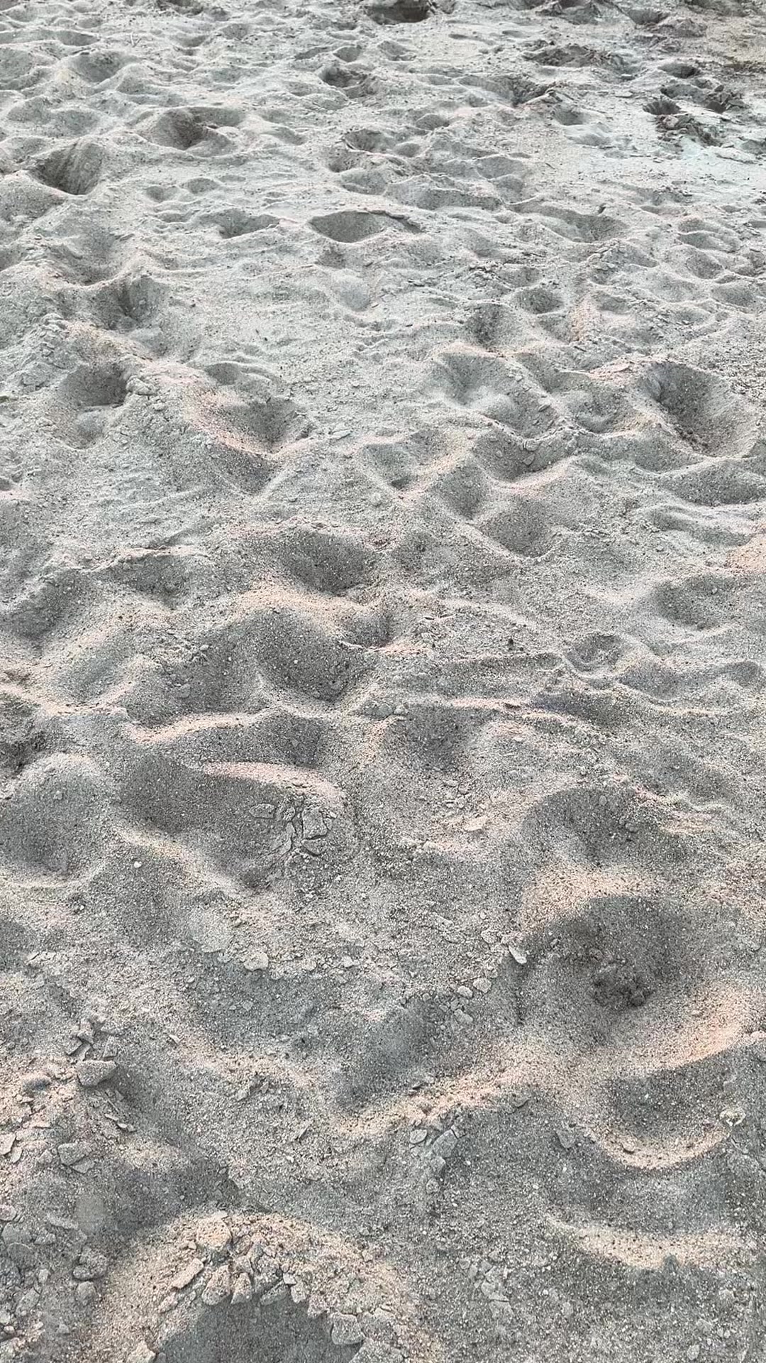 @Dann.