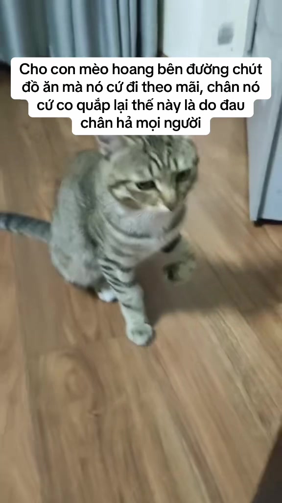 @Skibidi Cat
