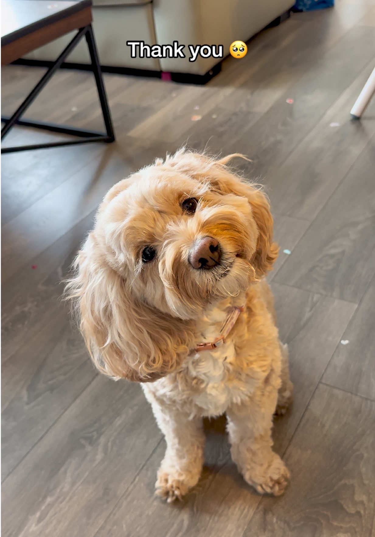 @LunaTheMiniCockapoo
