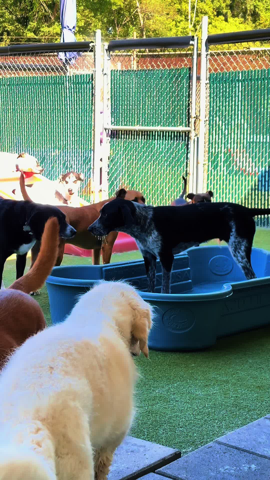 @GoDog Durham