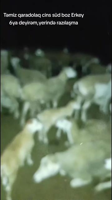@ELŞAD QULİYEV EYVAZALİLAR