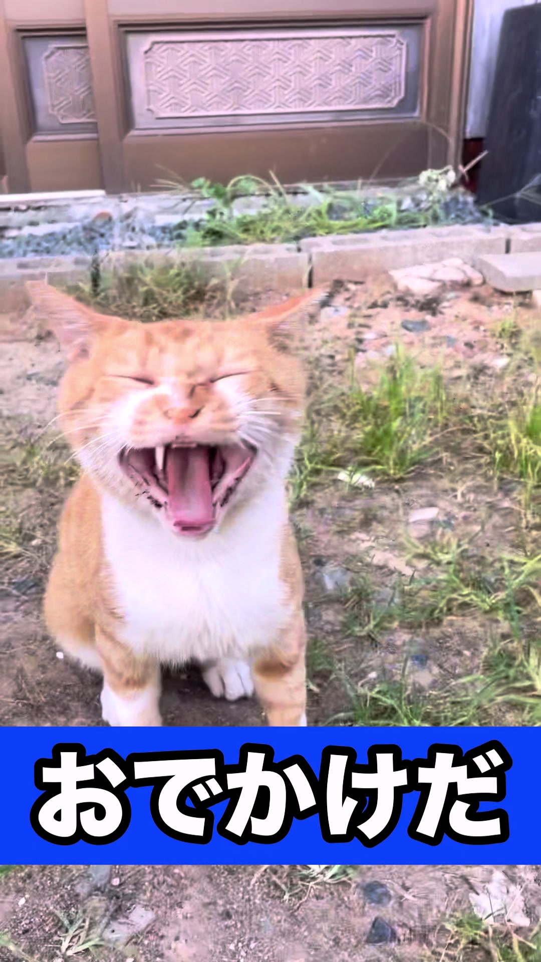 @藤原 政宗　動物好き❤️飛行機好き❤️