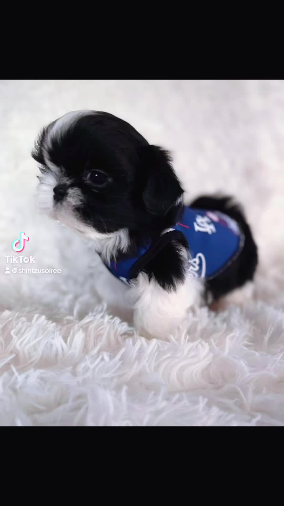 @SHIHTZU SOIR&Eacute;E
