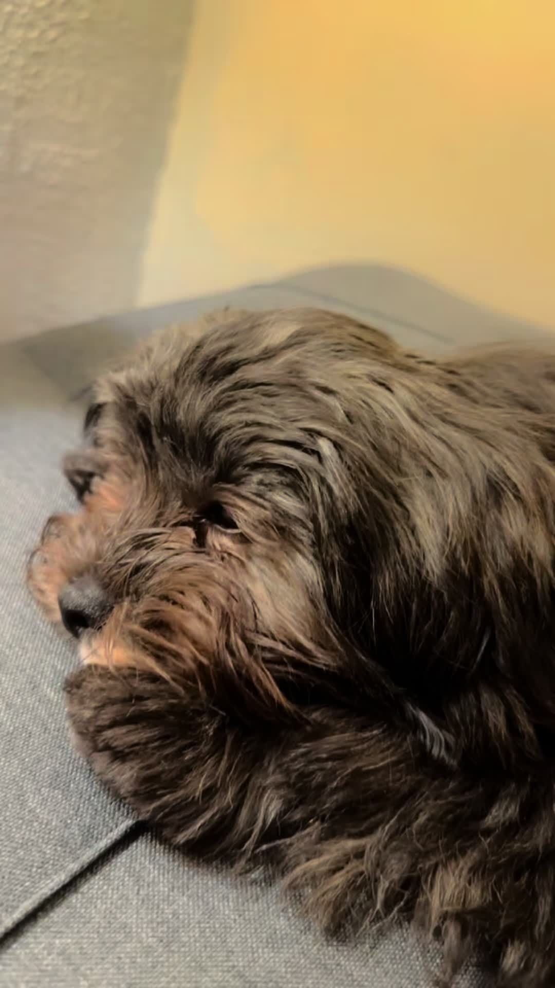 @Sunny.Blue Yeager