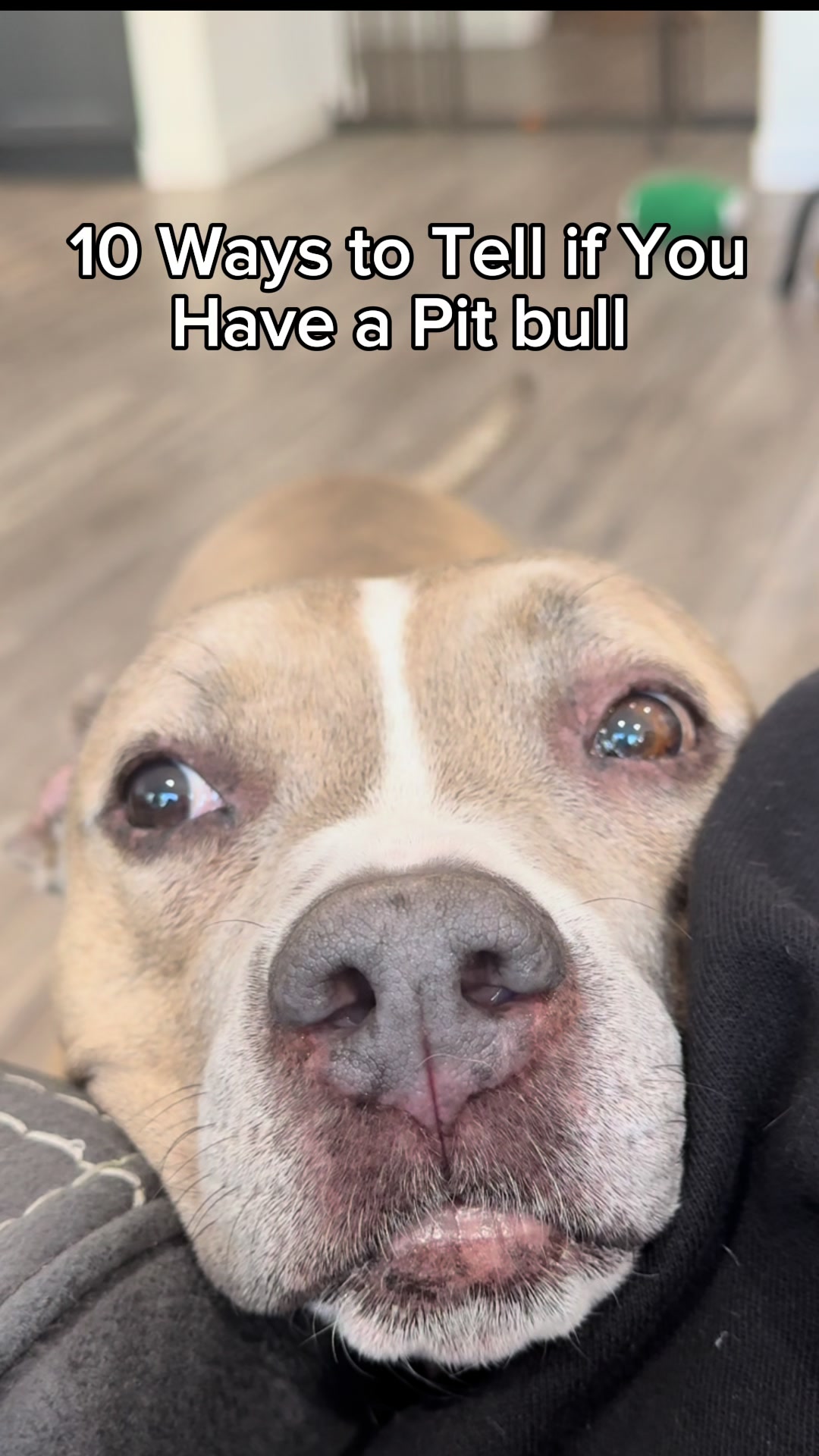 @Indie.pittie