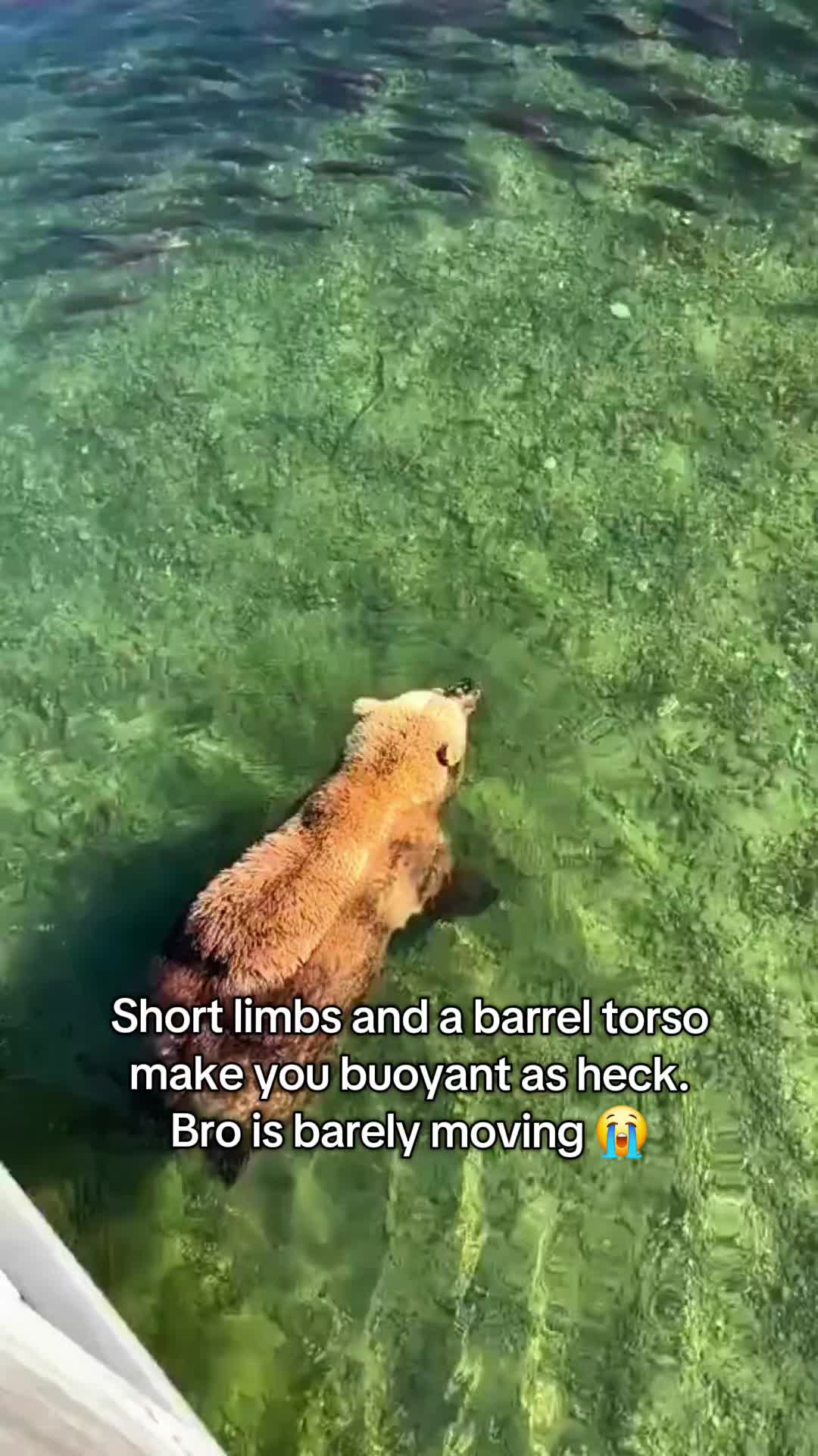 @Pawsitivitycore
