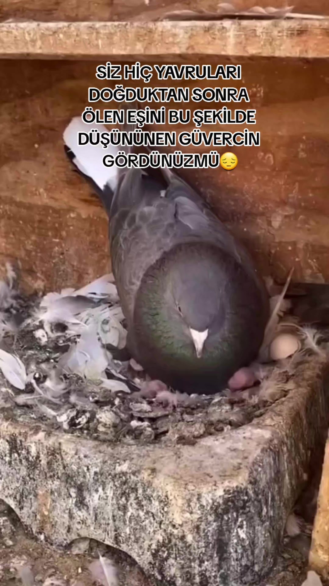 @G&Uuml;VERCİN SEVGİSİ🕊🧿