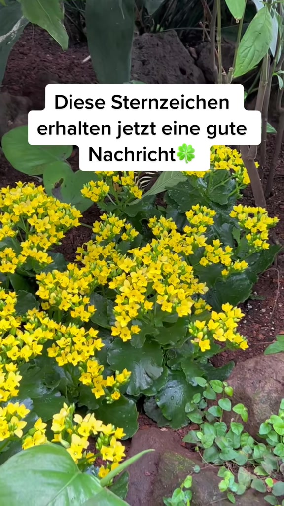 @de_sternzeichen