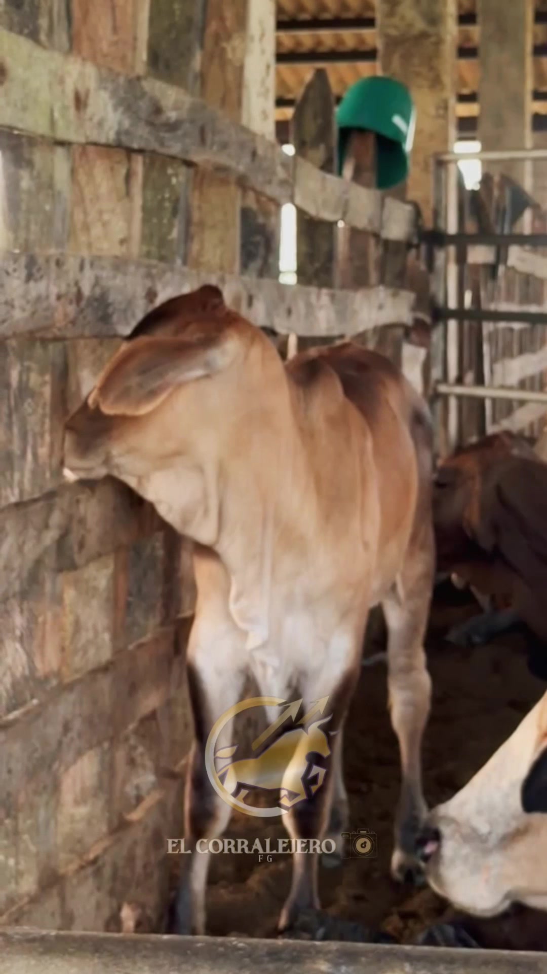 @elcorralejero