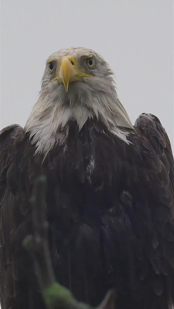 @🦅𝒵𝒜𝒦𝒪🦅