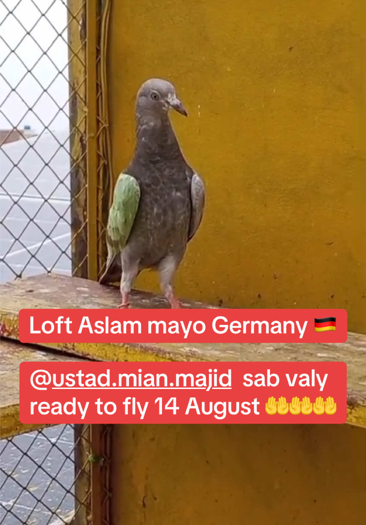 @Aslam Mayo Germany 🇩🇪