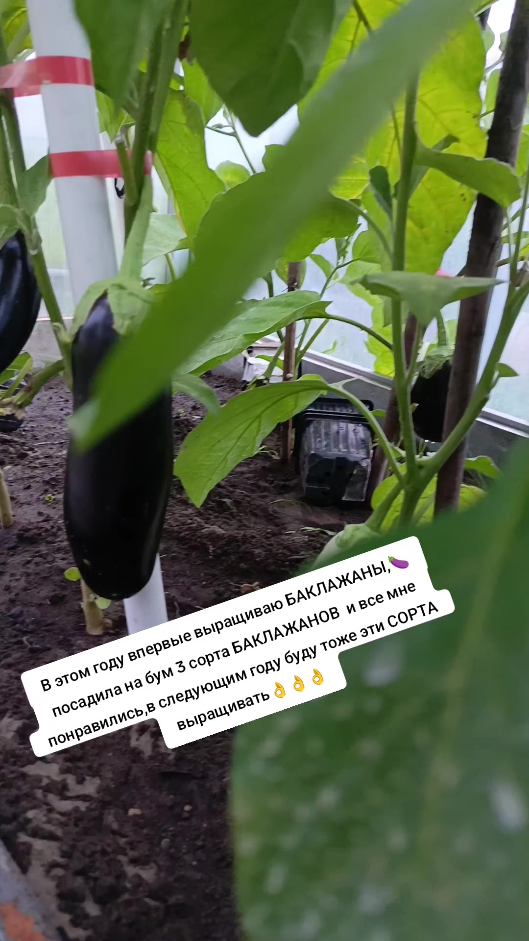 @Оленька