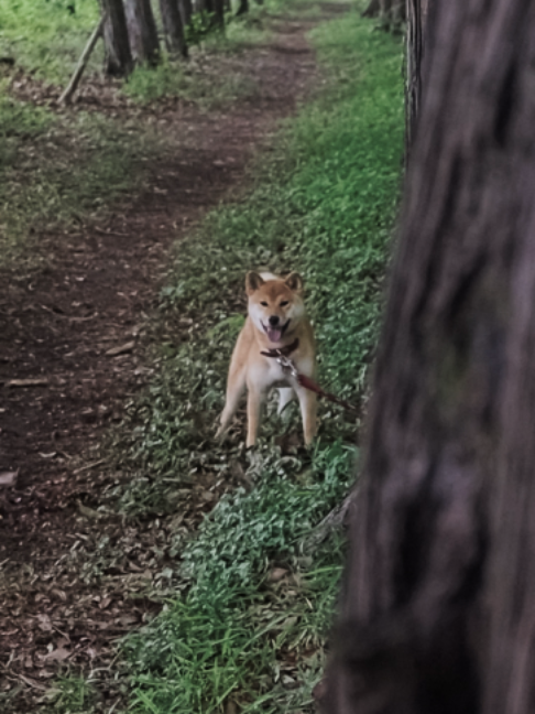 @柴犬座〜The Shiba Inu〜