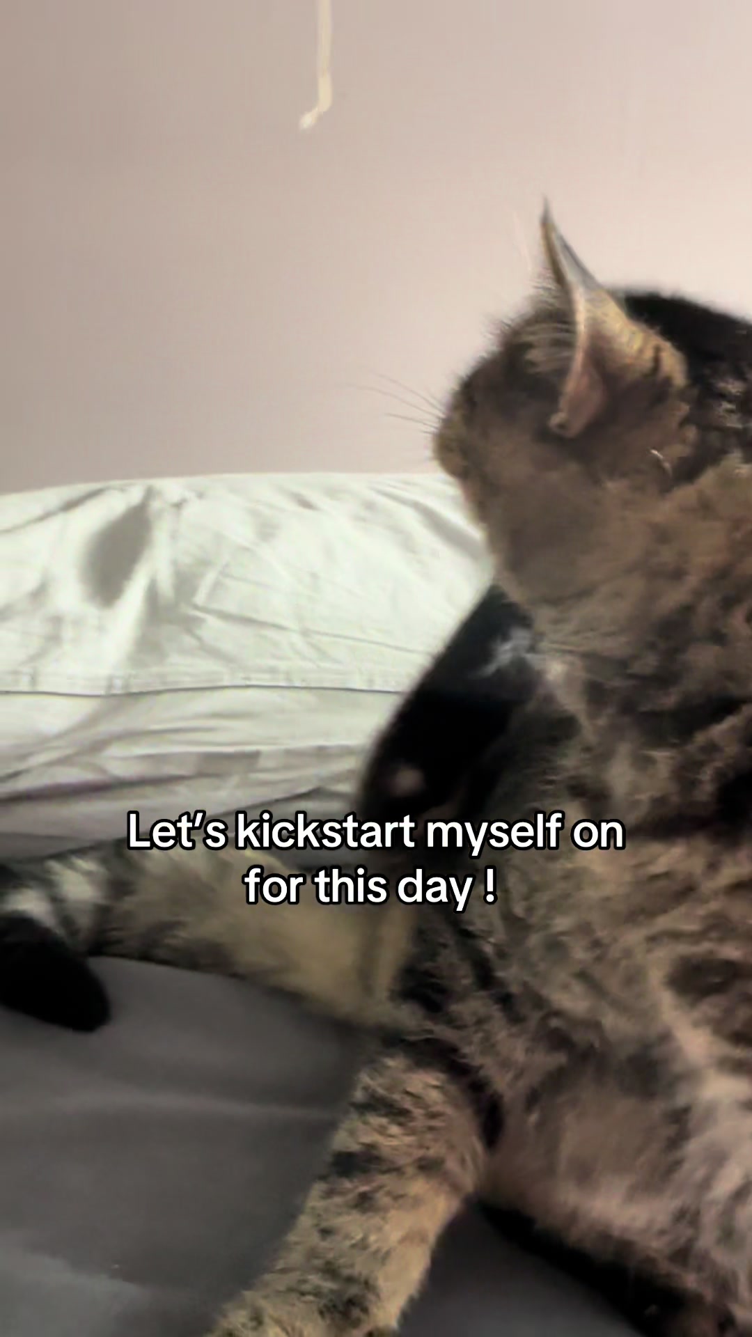 @Joep_the_ rescuecat