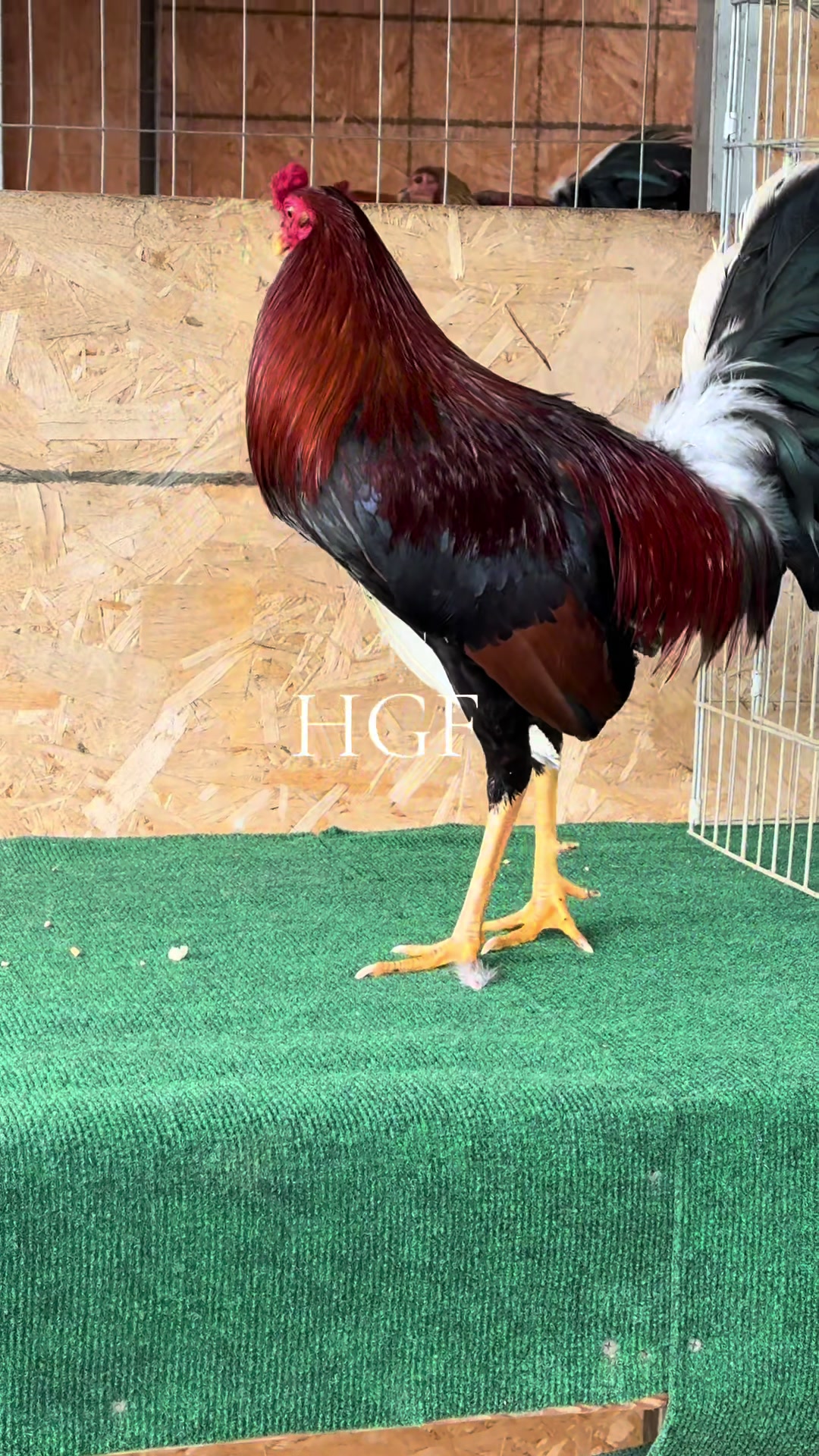 @H Gamefarm🔸