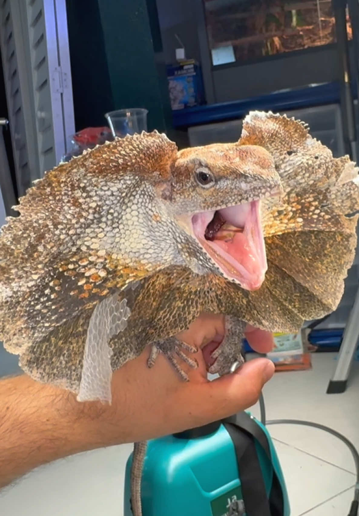 @Tommys_reptiles
