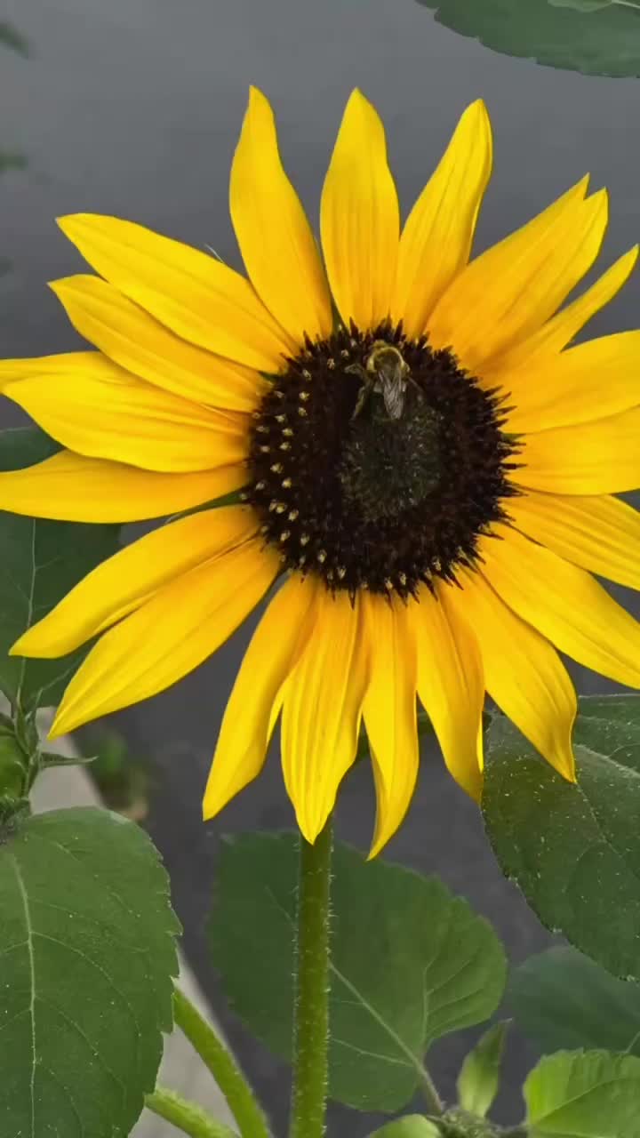 @jojo♥️autism💚garden💙dogmom