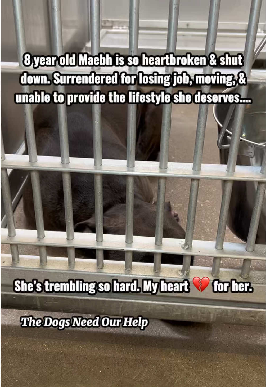 @The Dogs Need Our Help