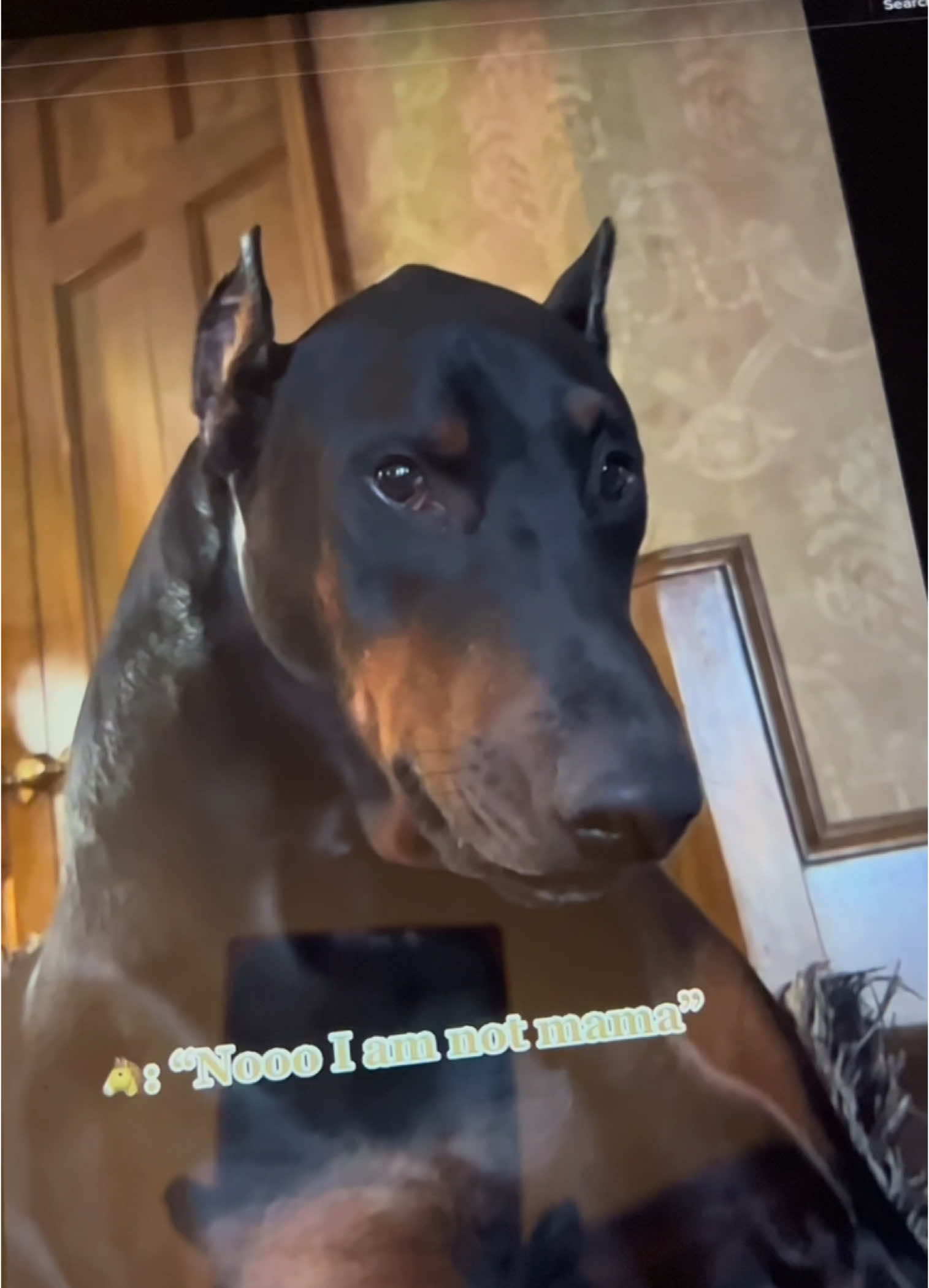 @Tiny Bear & Tiny Horse