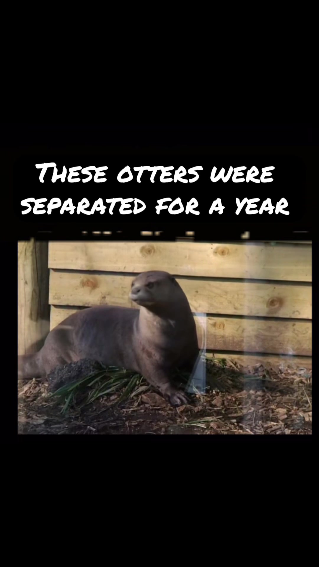 @Animal Antics