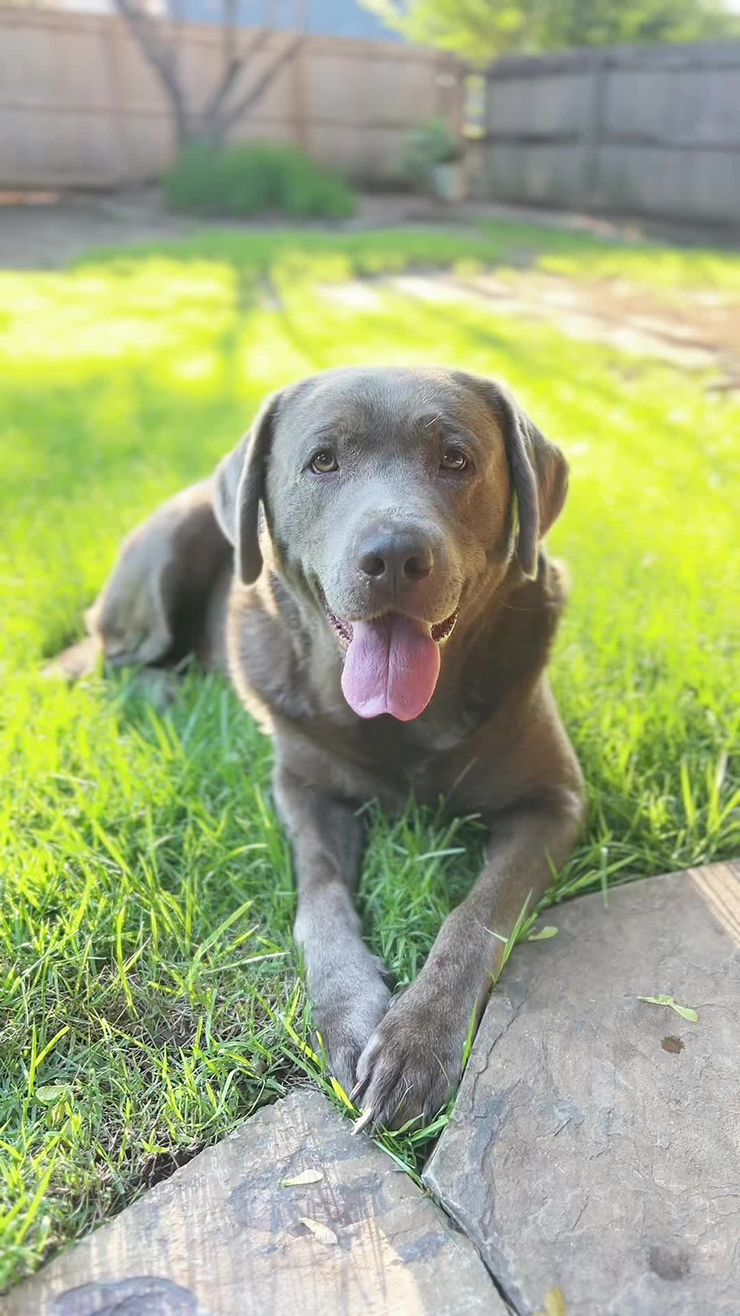 @Hank the Tank | Silver Lab 🩶