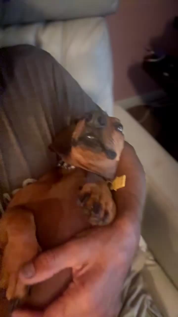 @ozzythedoxy