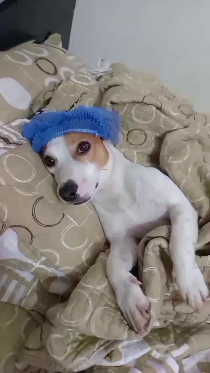 @BRUNO Y MAILO JACKRUSSEL