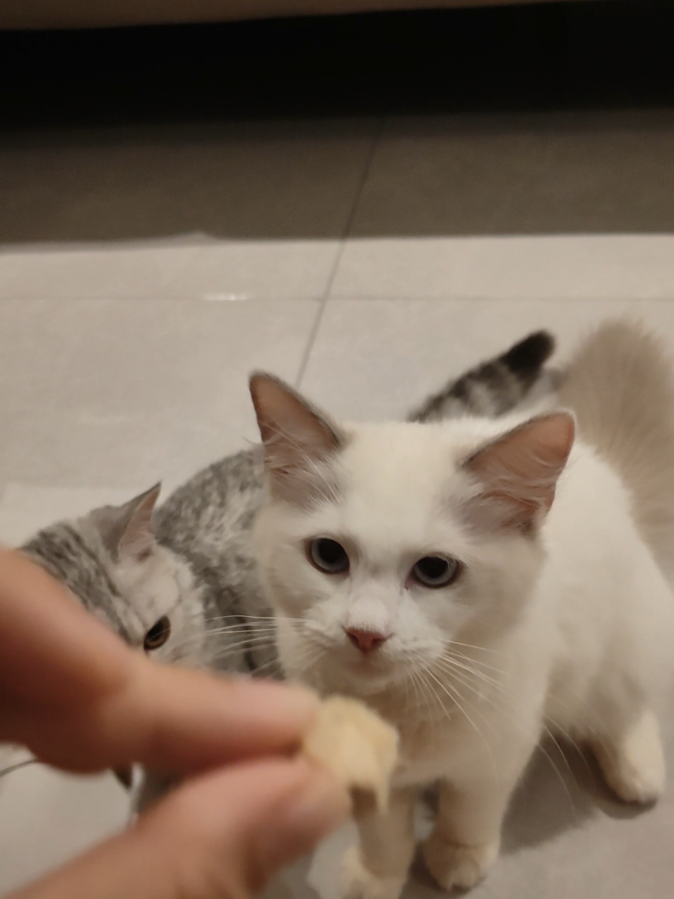 @DDhousepet