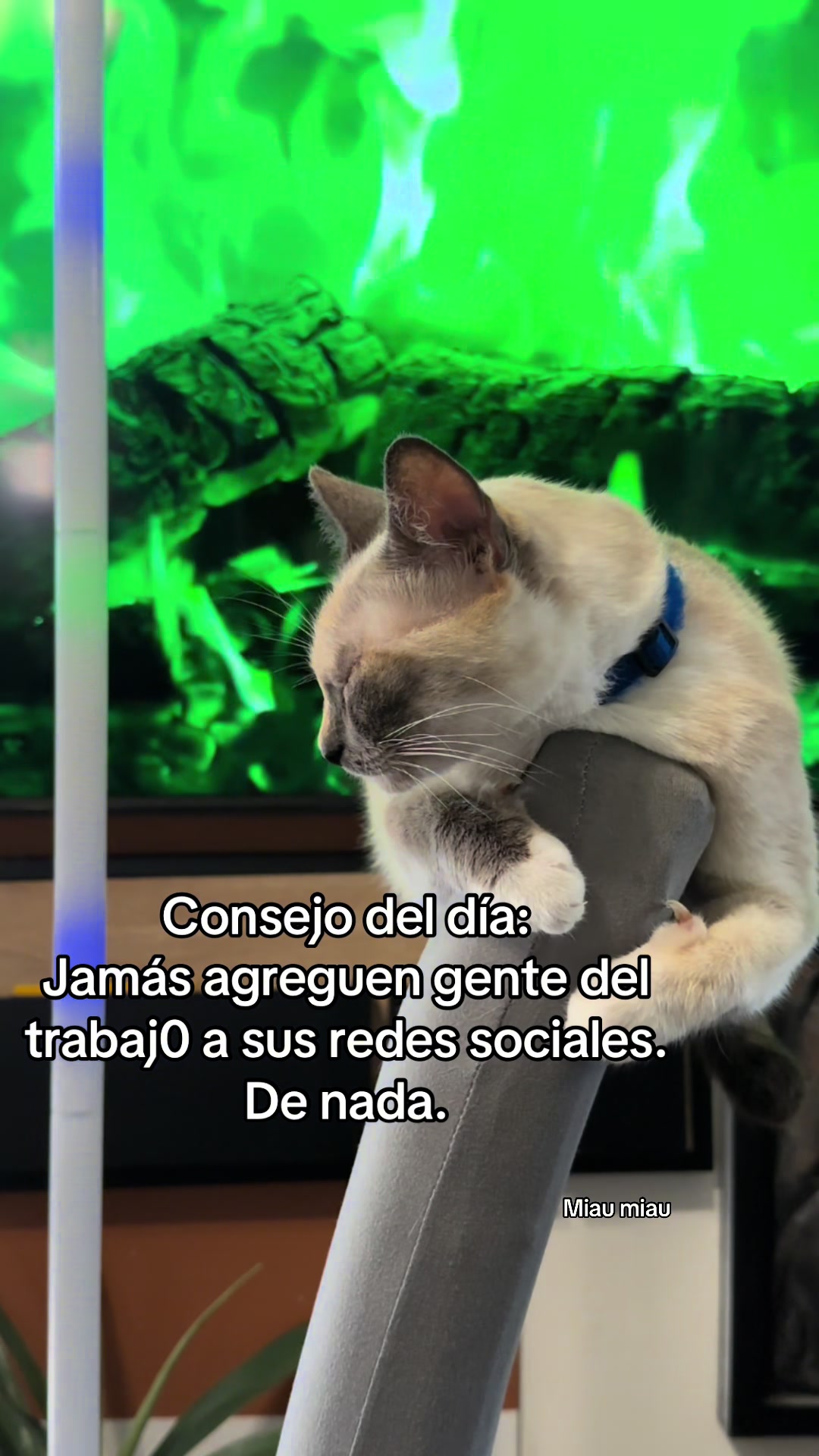 @Rodrigo and Watermelon the cat