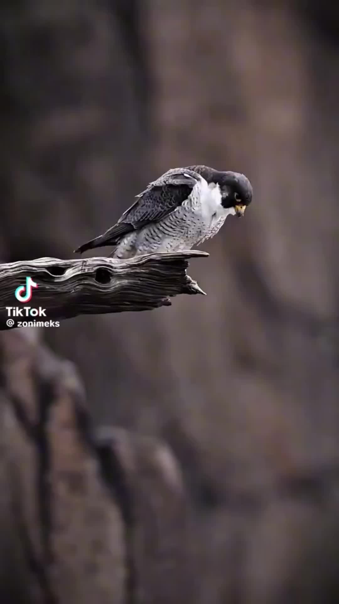 @BeowulfSL01