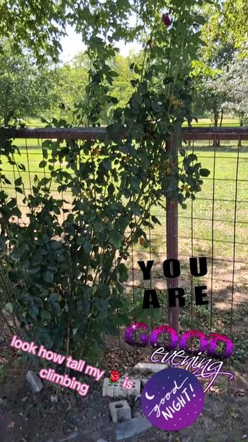 @Texan ❌️'B'❌️ 🌹🦂