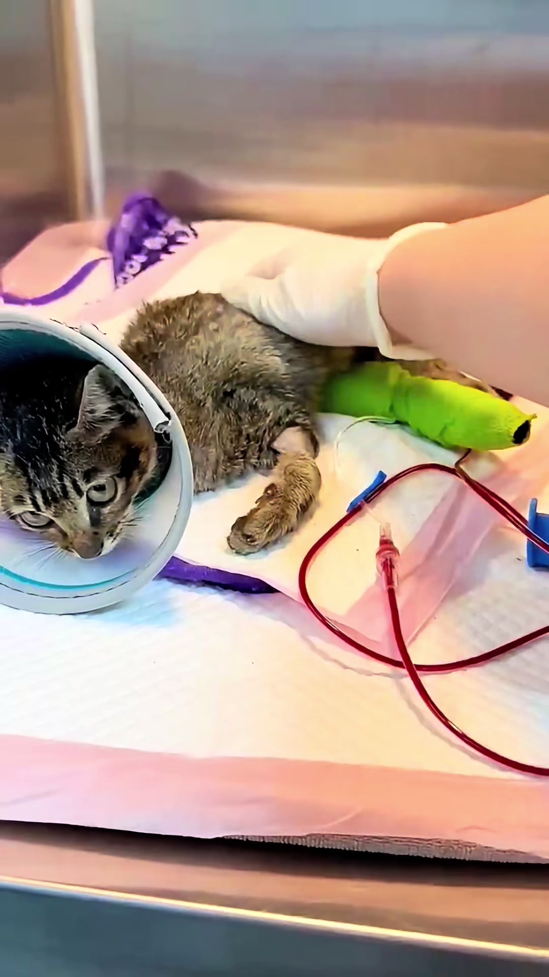 @aria_cats_rescue