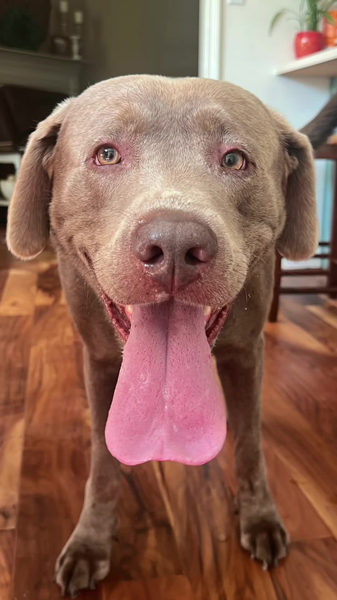 @Hank the Tank | Silver Lab 🩶
