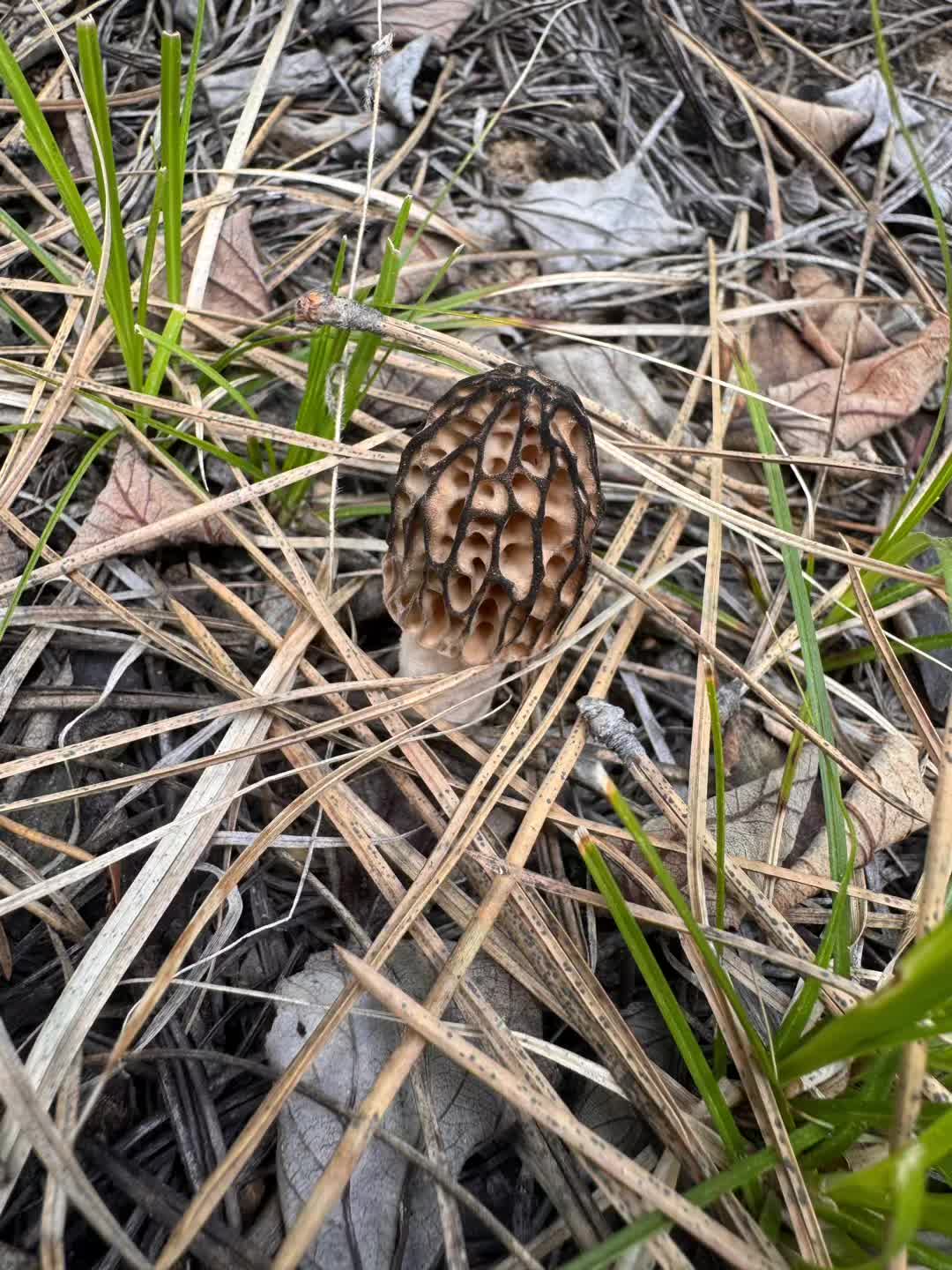 @Fungusamungus