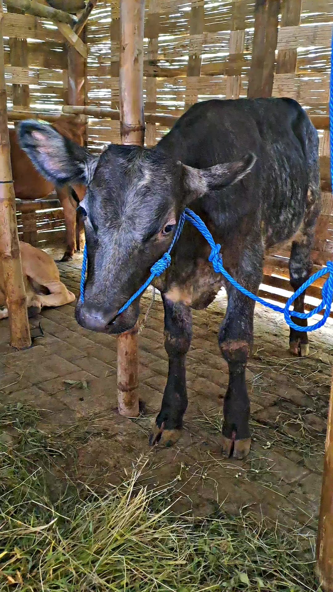 @SARJANA LEMBU☆