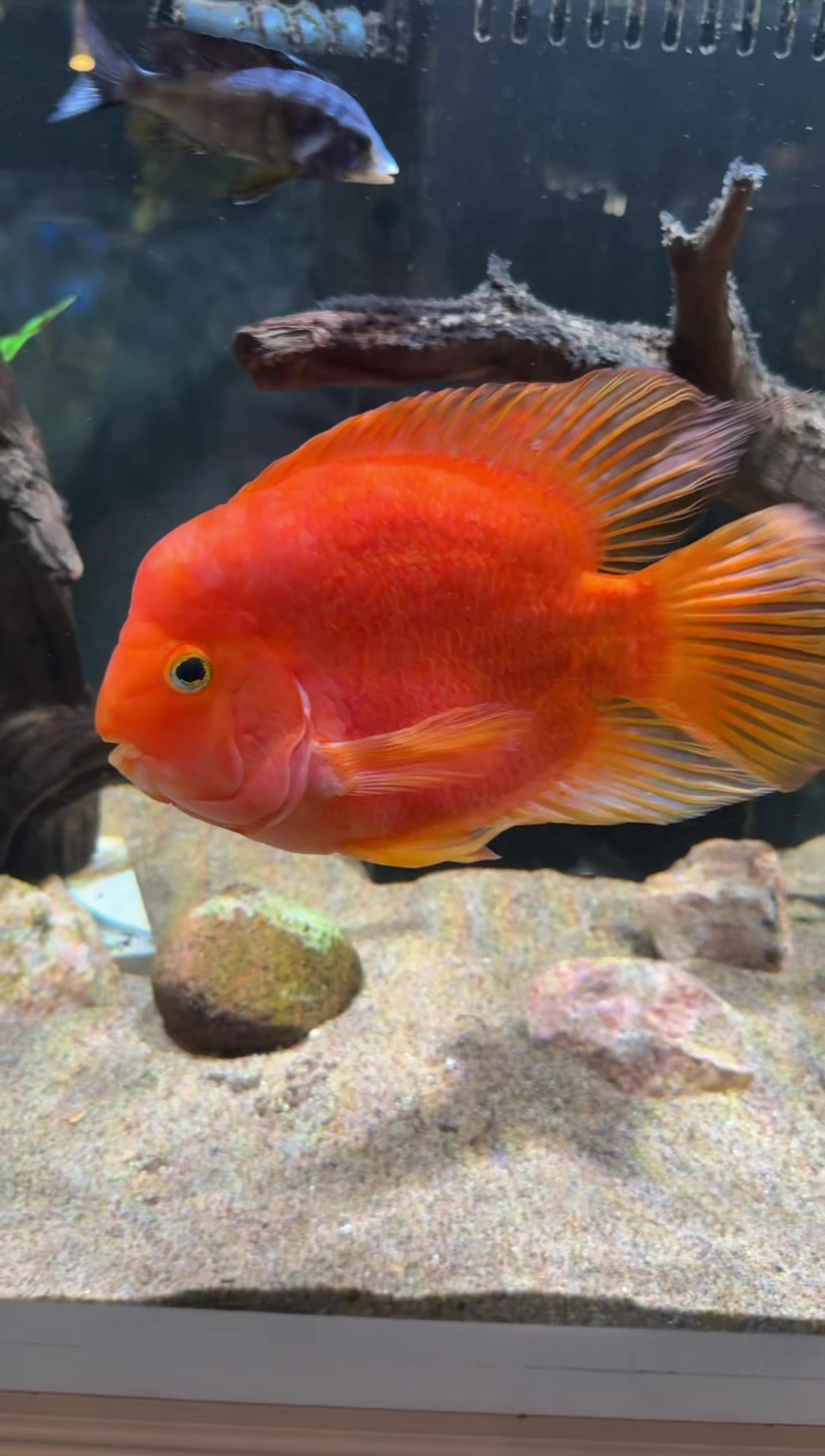 @epicfishnetwork