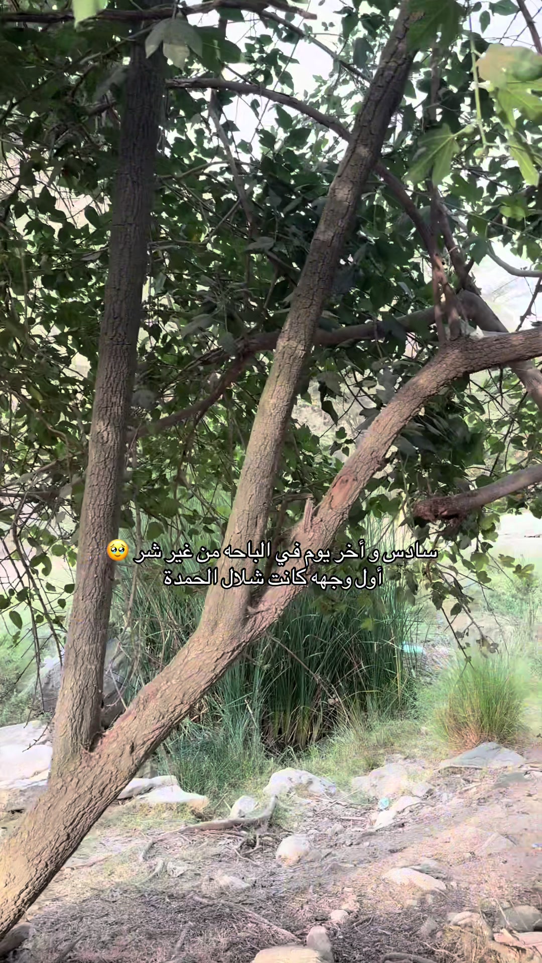 @شذى الغامدي🍃 موثوق ✨