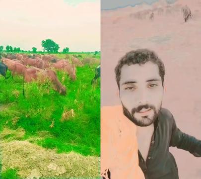 @اعجاز جلوکا مروٹ 334 H,R