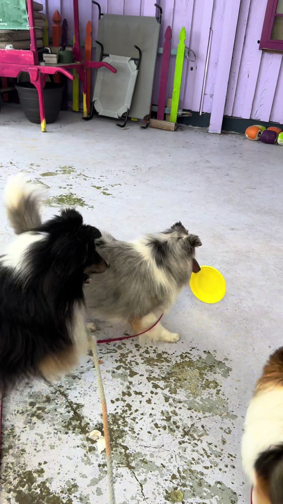 @Heather Discovery Canine Adv.