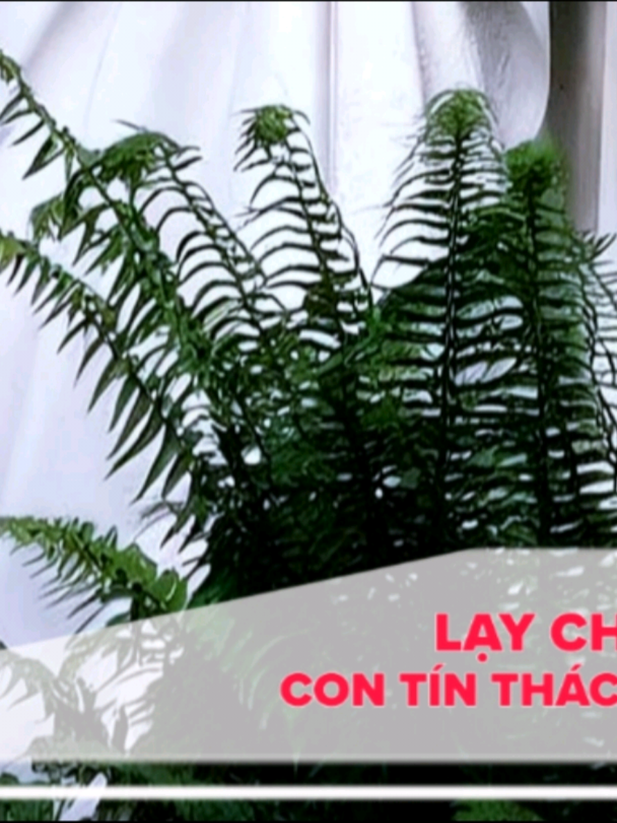 @Con T&iacute;n Th&aacute;c V&agrave;o Ch&uacute;a