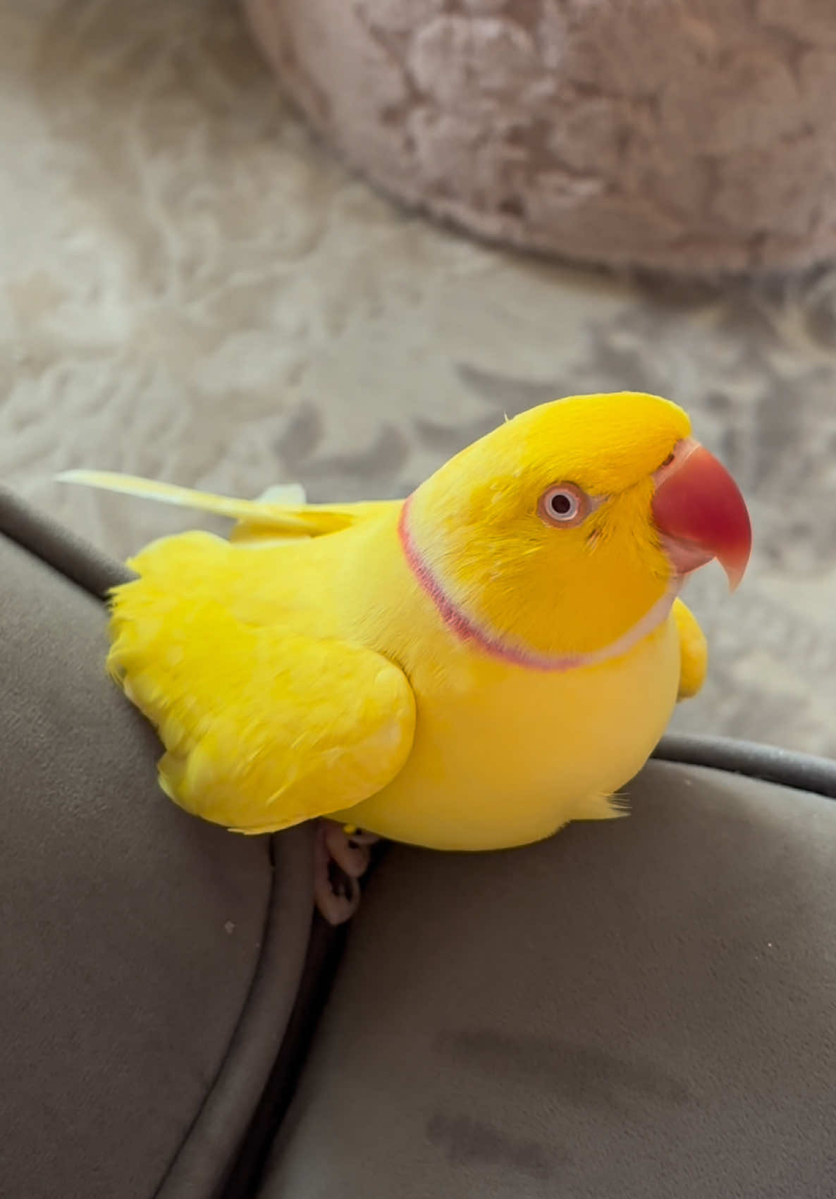 @TWINKIE 🐥