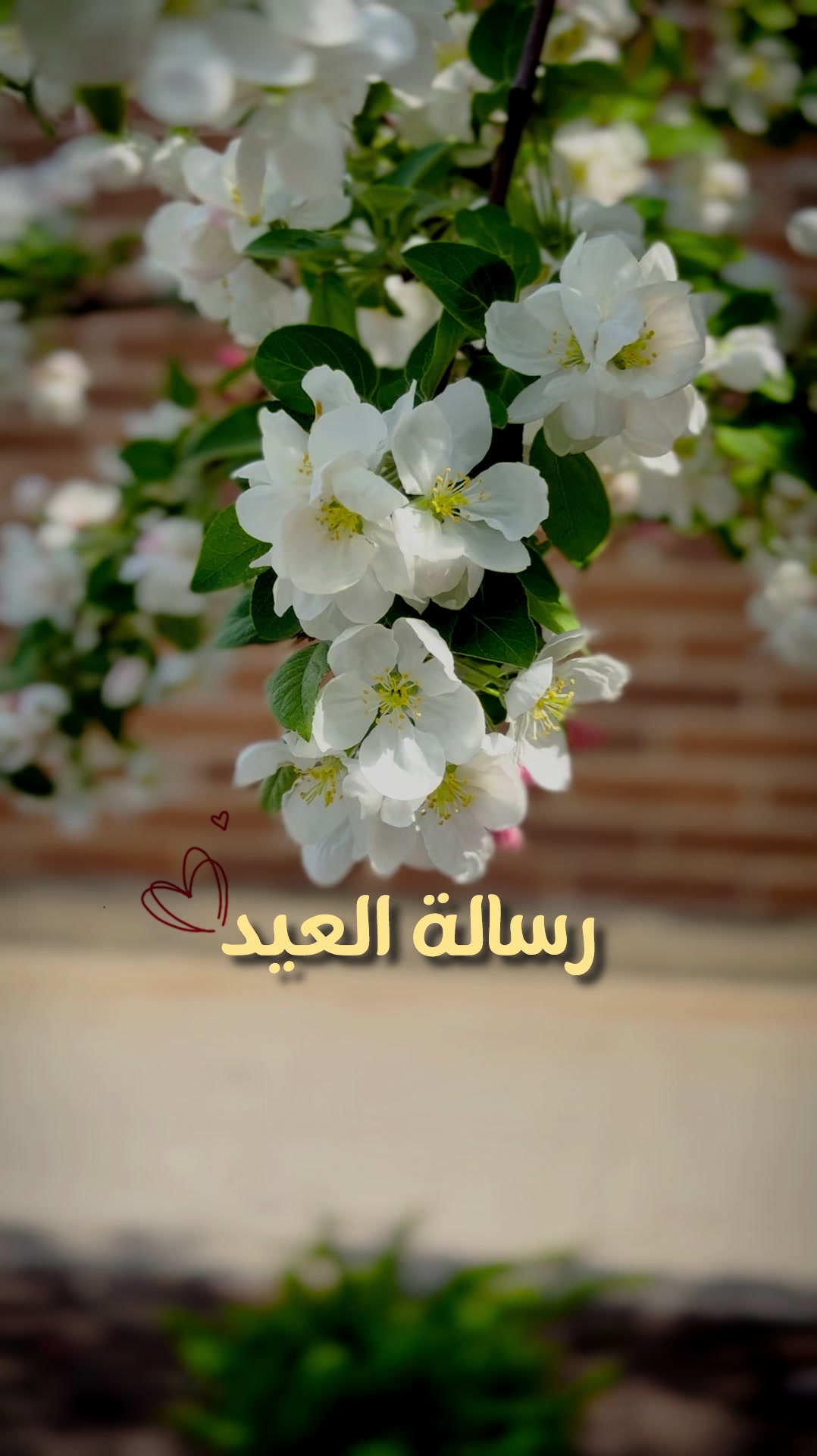 @Rayan El Ayoubi