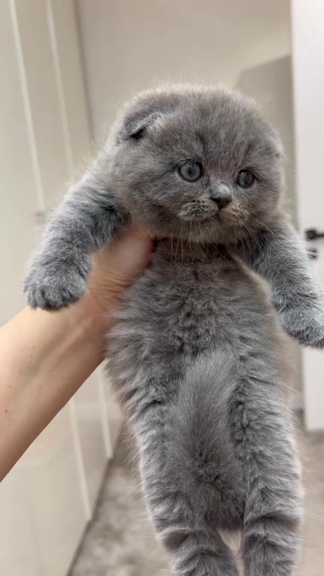 @kittens_uz