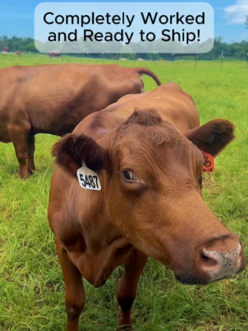 @Rutherford Land and Cattle