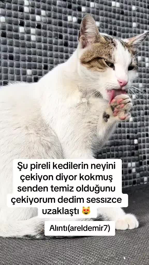 @MUSTAFA38