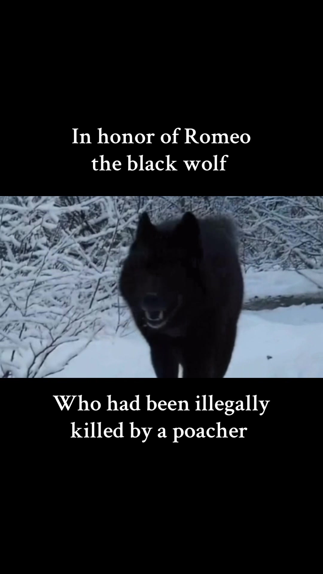 @Soul_searching_for_animals