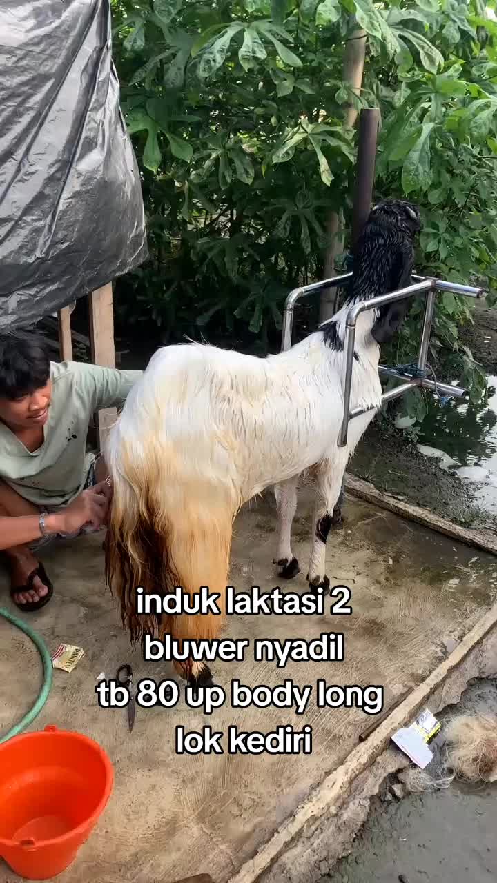 @DA FARM