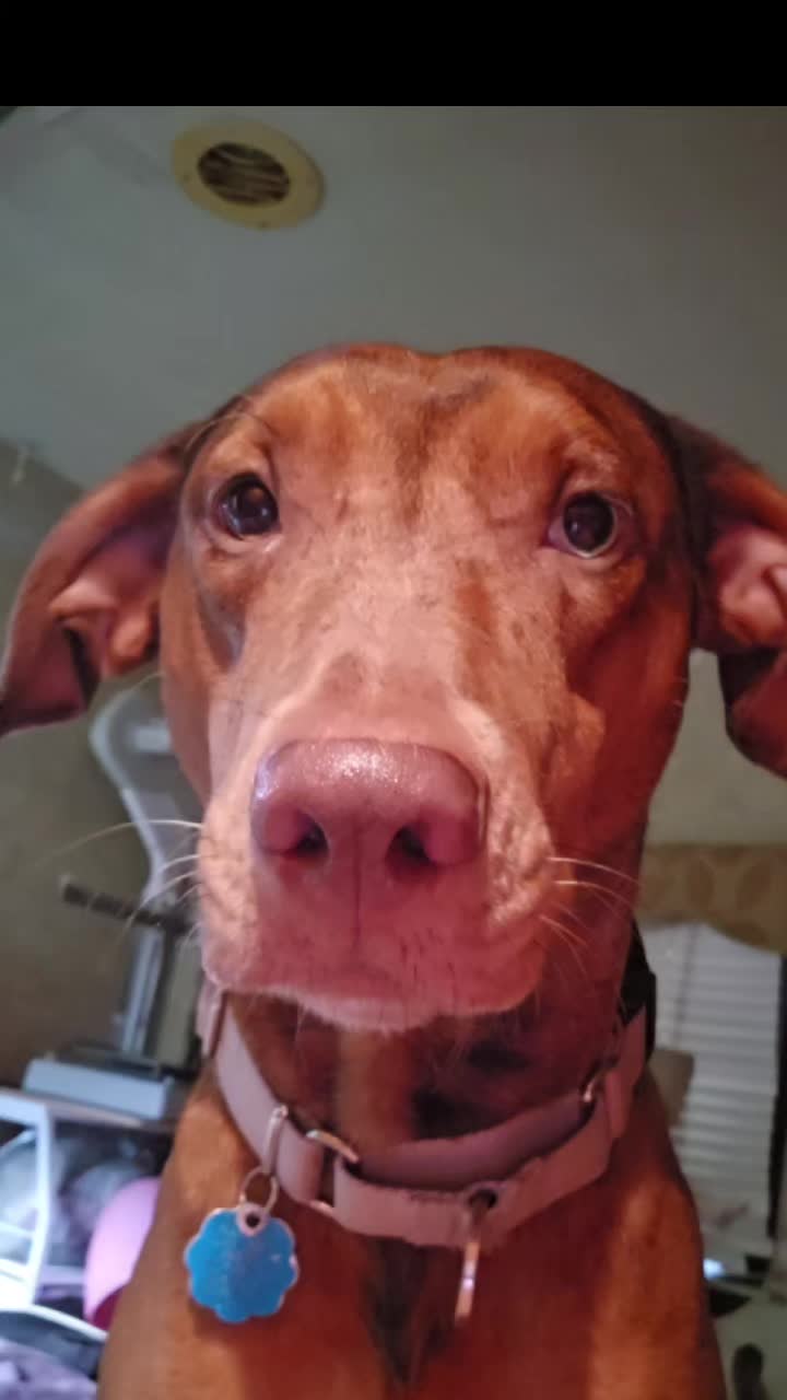 @Jasper_The_Dobiehoula
