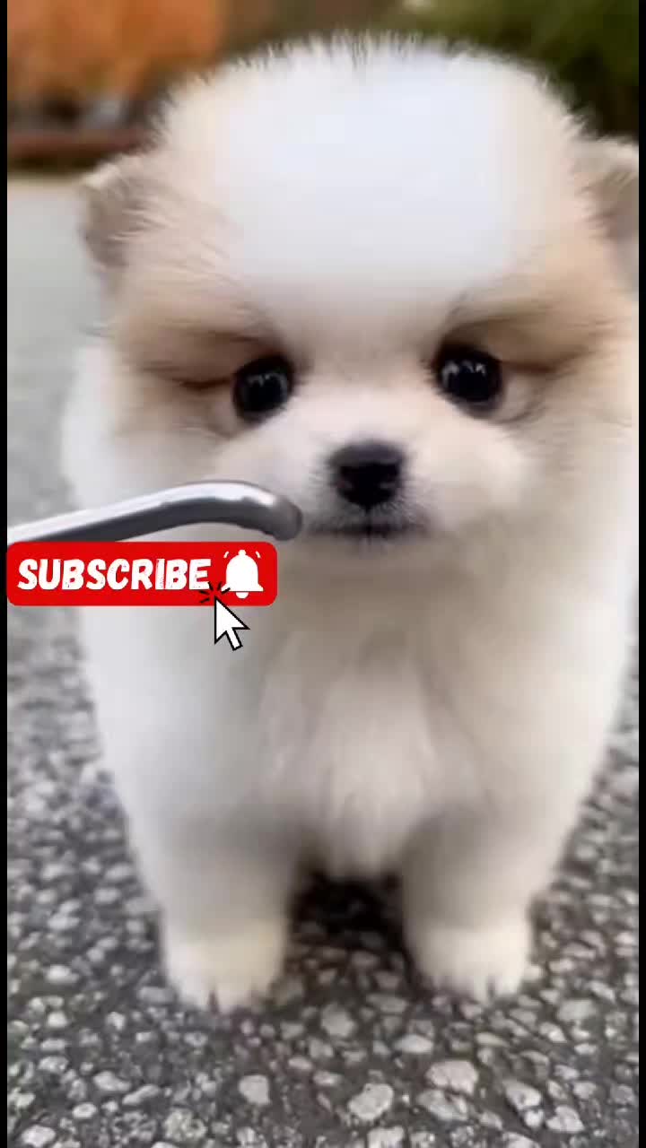 @Cute Baby Puppy Loves